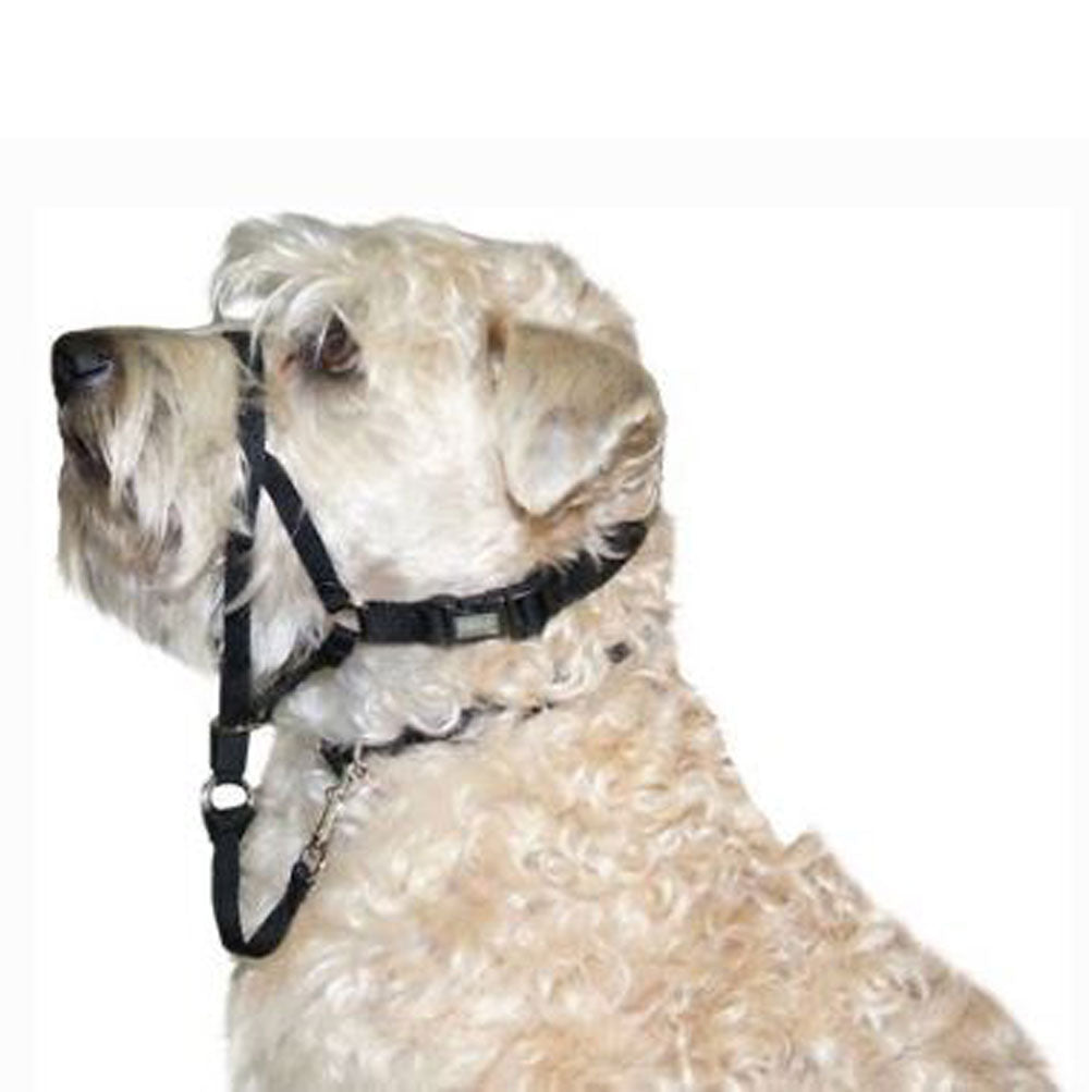 Coastal Pet, Walk Train Head Halt