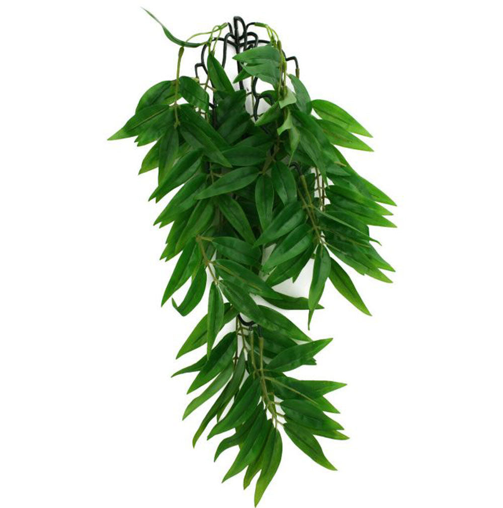 Komodo, Climbing Plant Bamboo, Small