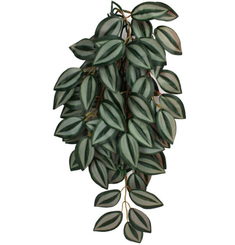 Komodo, Climbing Plant Zebrina, Small