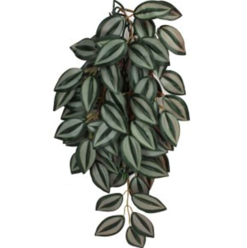 Komodo, Climbing Plant Zebrina, Large