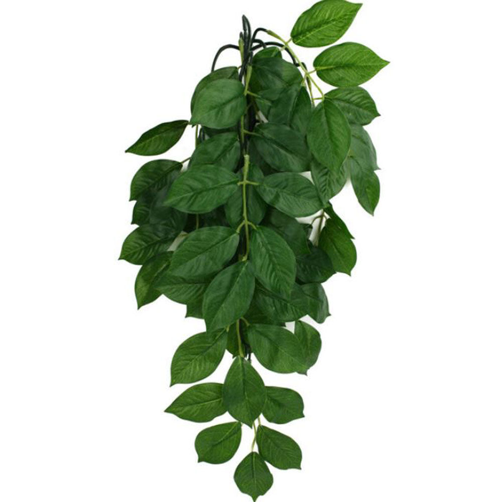 Komodo, Climbing Plant Grean Leaf, Small