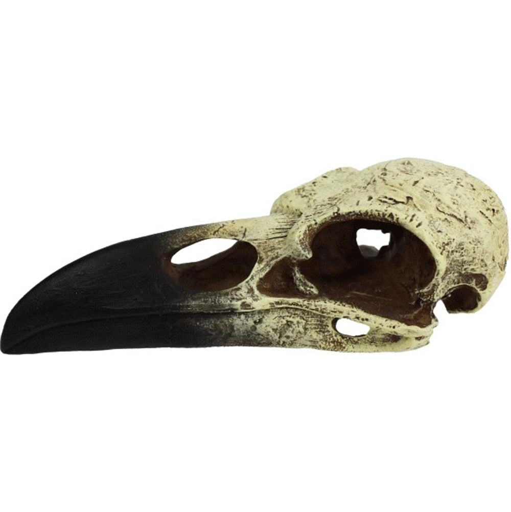 Komodo, Raven Skull, Large