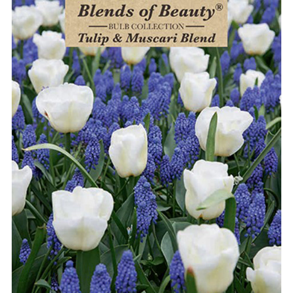 Netherland Bulb Co., Tulip & Muscari Blend, 36 ct