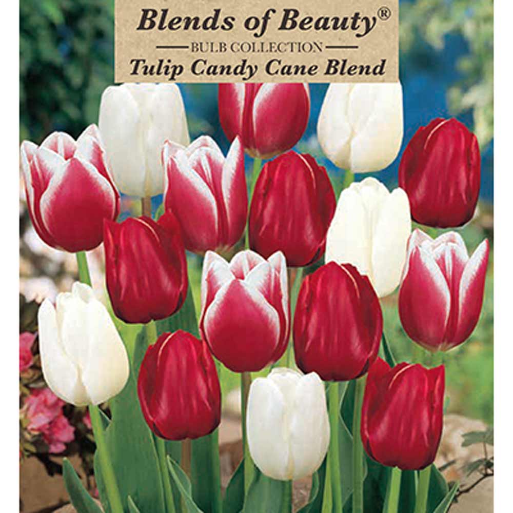 Netherland Bulb, Tulip, Candy Cane Blend