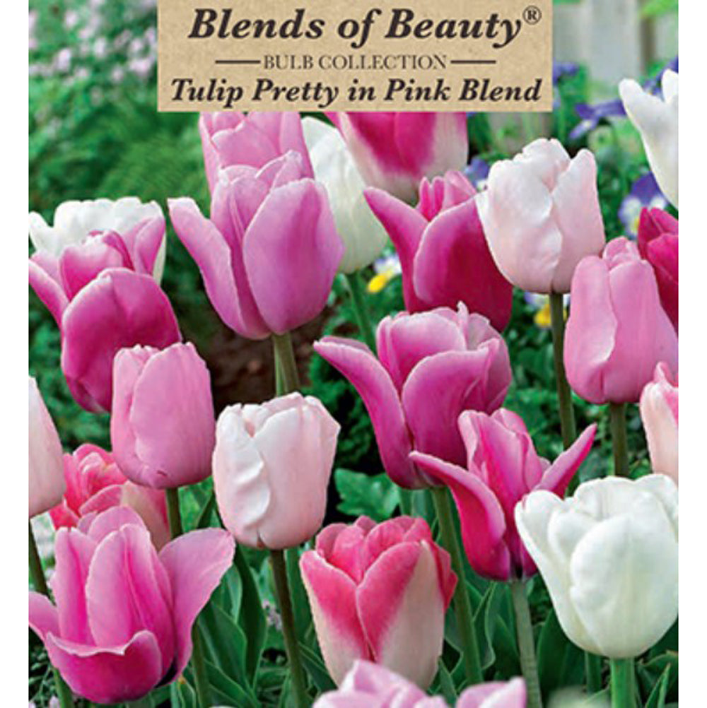 Netherland Bulb Co., Tulip Pretty in Pink Blend