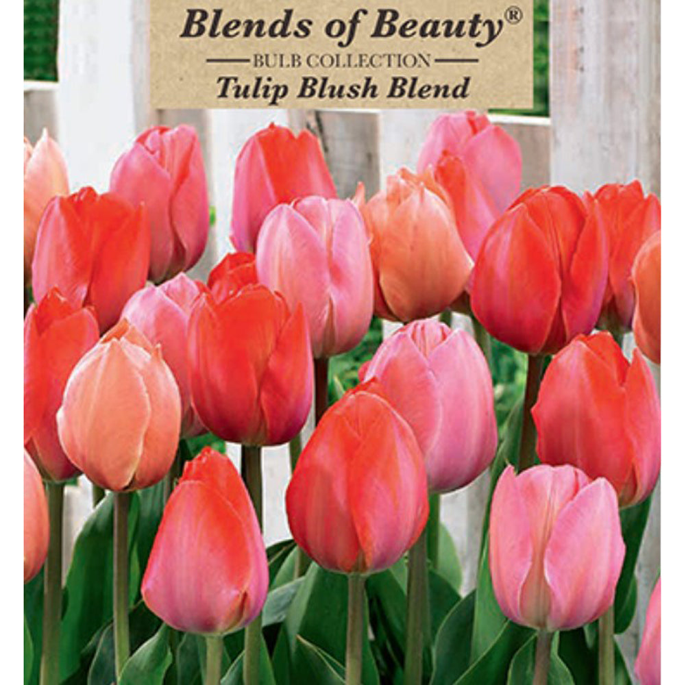 Netherland Bulb Co., Tulip Blush Blend, 20 ct