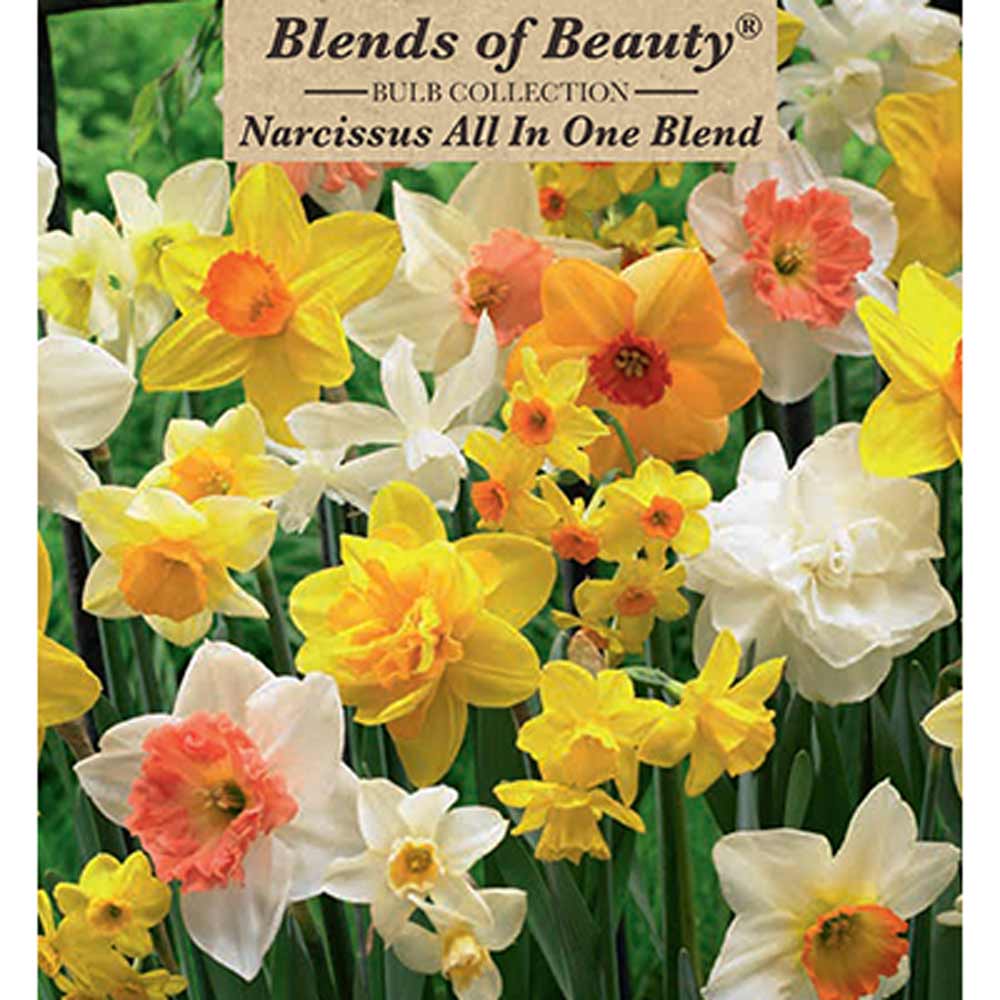 Netherland Bulb, Narcissus, All In One Blend