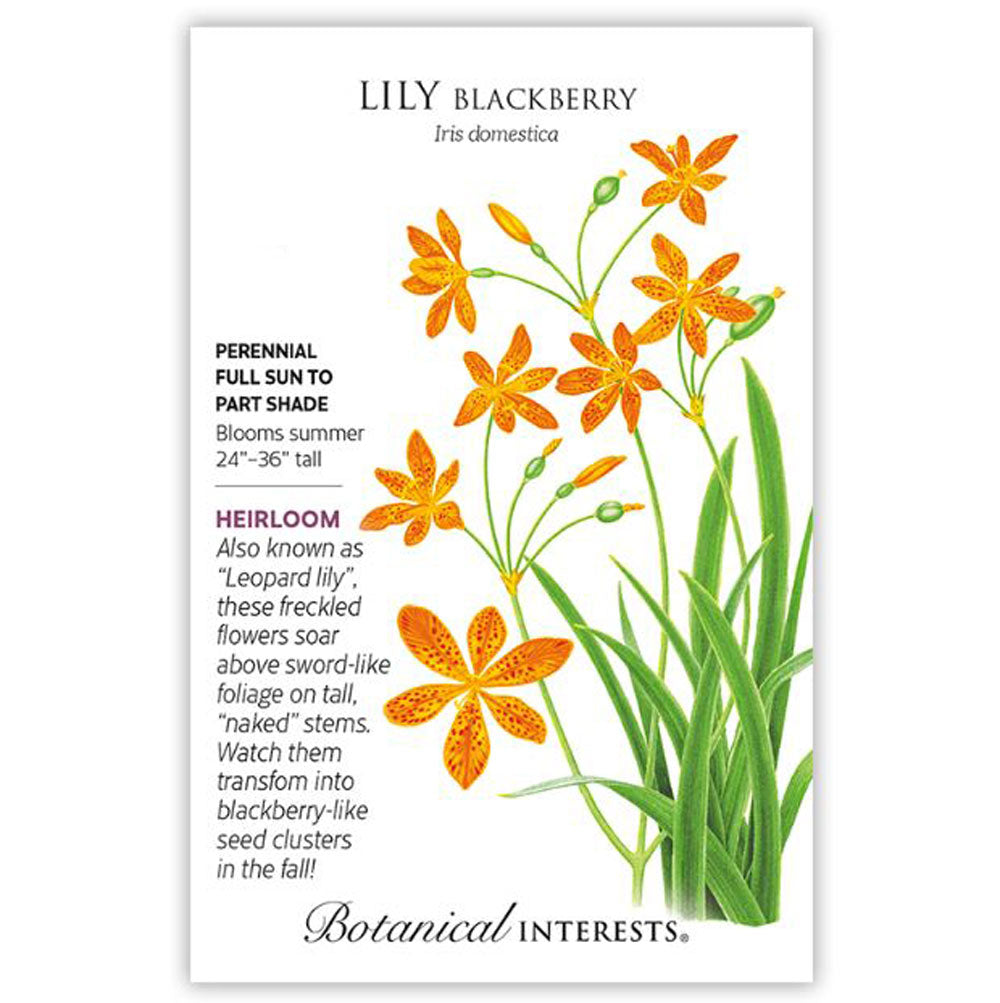 Botanical Interests, Lily, Blackberry Organic