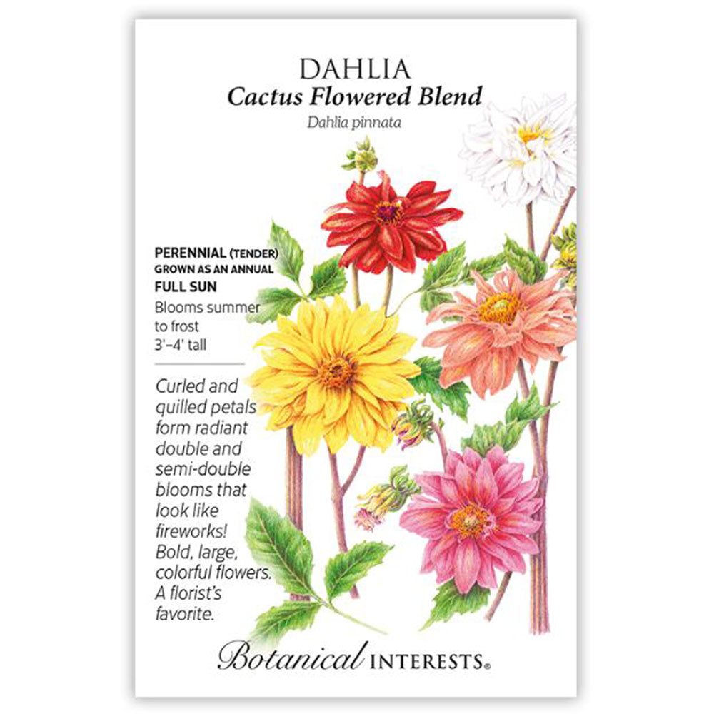 Botanical Interests, Dahlia, Cactus Blend
