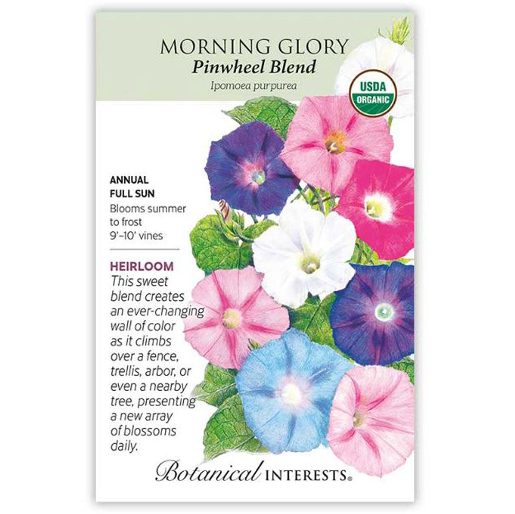 Botanical Interests, Morning Glory, Pinwheel Blend
