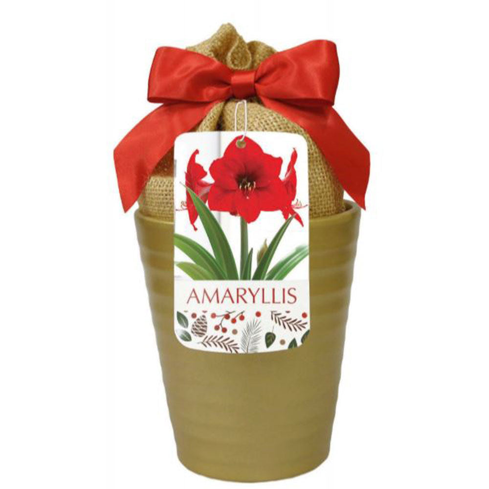 Netherland Bulb, Amaryllis, Red Lion In Gold Ceramic Planter