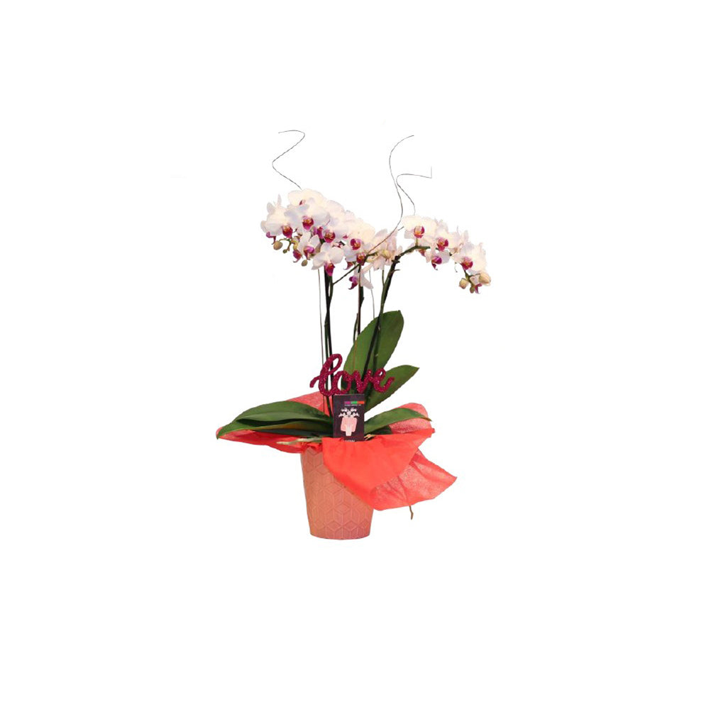 5" Maxima Double Spike Orchid in Ceramic Container