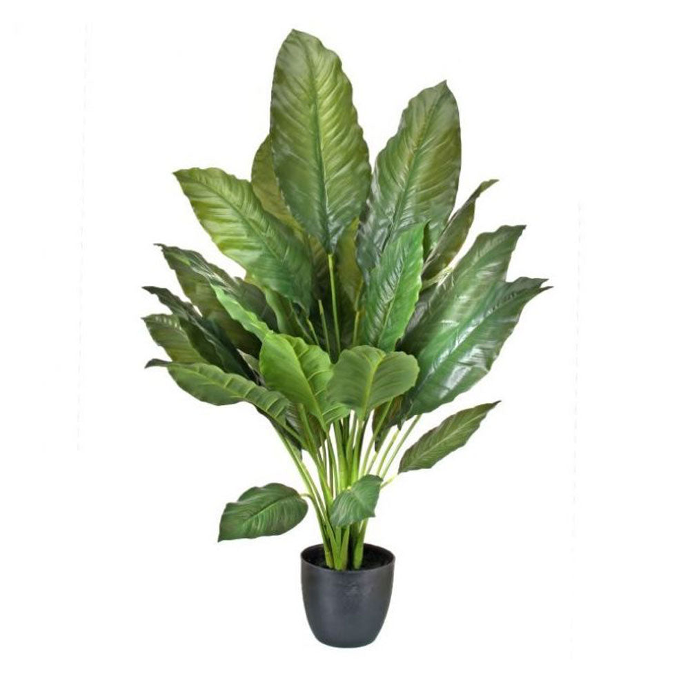 Regency, Potted Green Natural Touch Spathipyhylum, x20, 34"