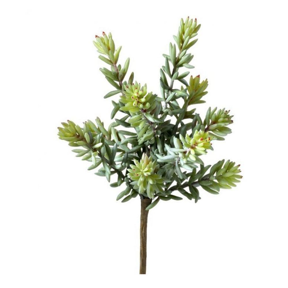 Regency, Finger Succulent Pick, x10, 10"