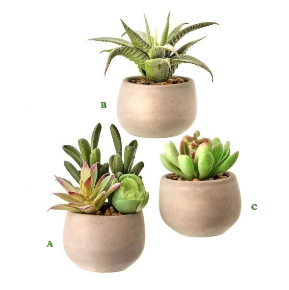 Regency, Frosted Succulent In Round Pot, Assorted & Sold Separately