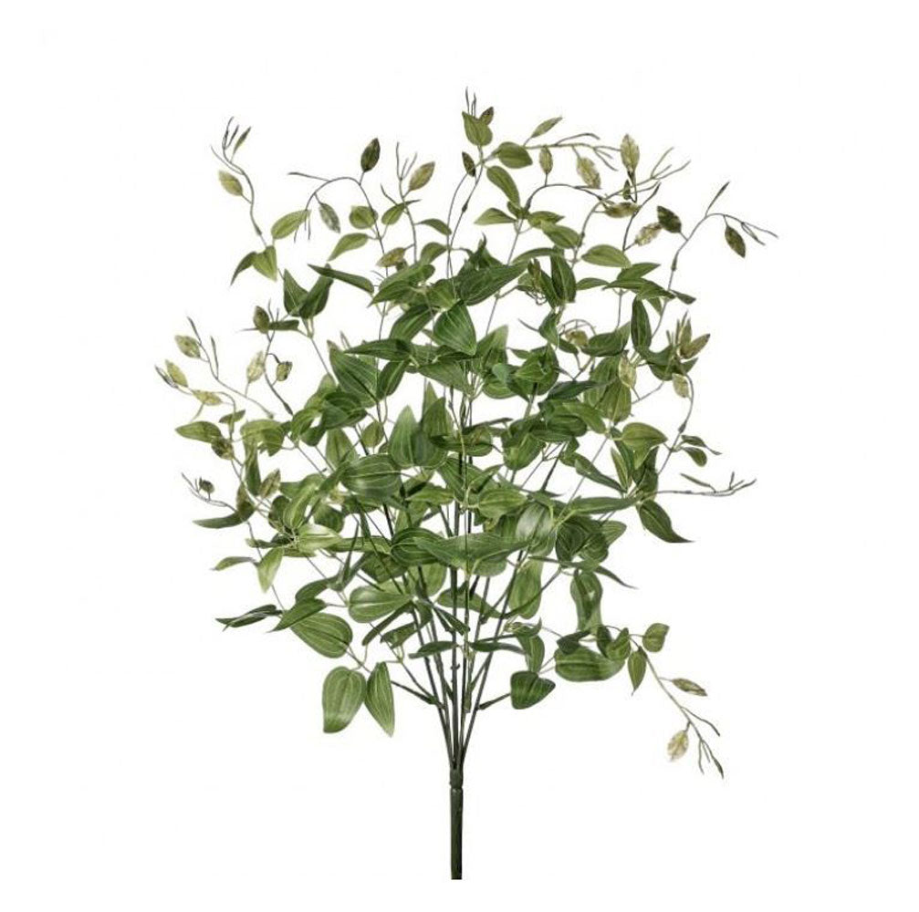 Regency, Tradescantia Upright Bush, 24"