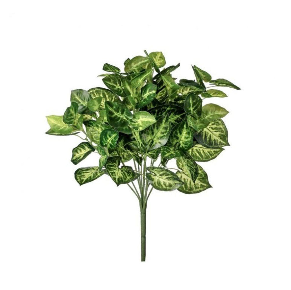 Regency, Nephthytis Bush, x12, 17"