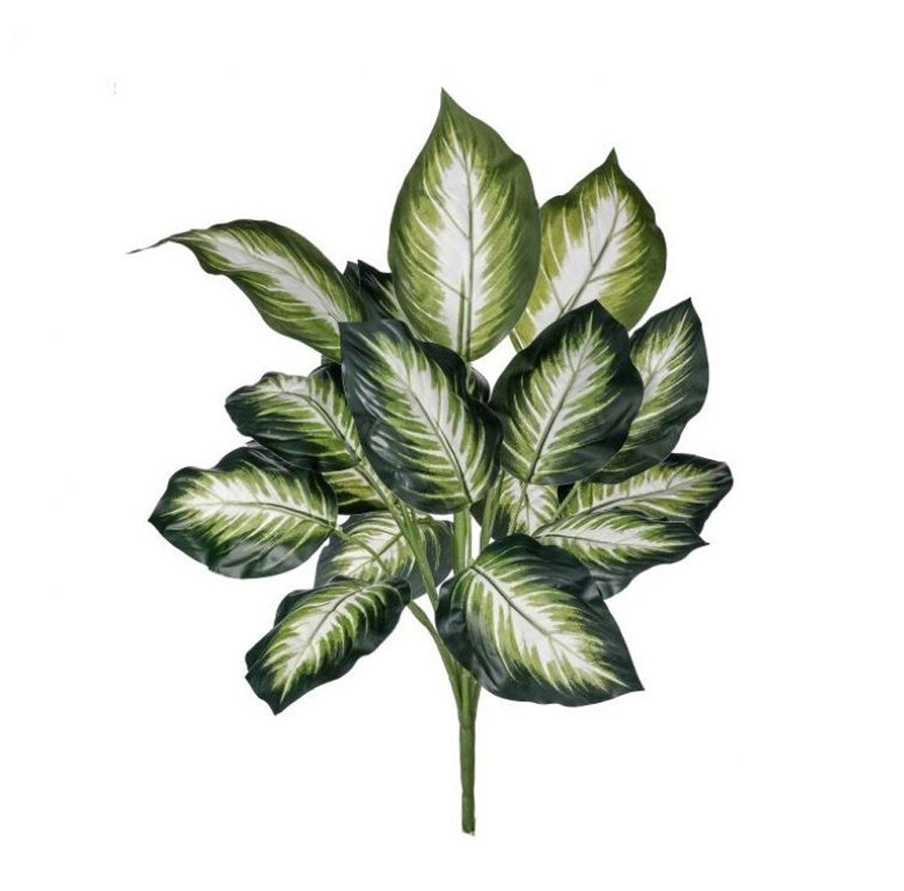 Regency, Dieffenbachia Bush, x18, 18"