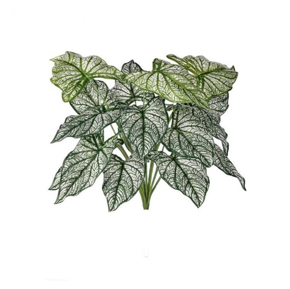 Regency, Caladium Bush, x18, 18"