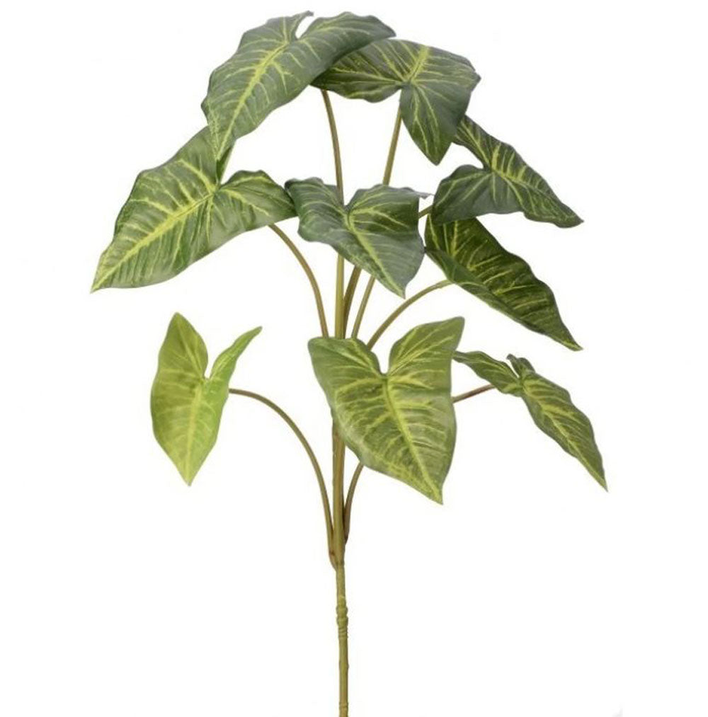 Regency, Nephthytis Plant Plus, 32'