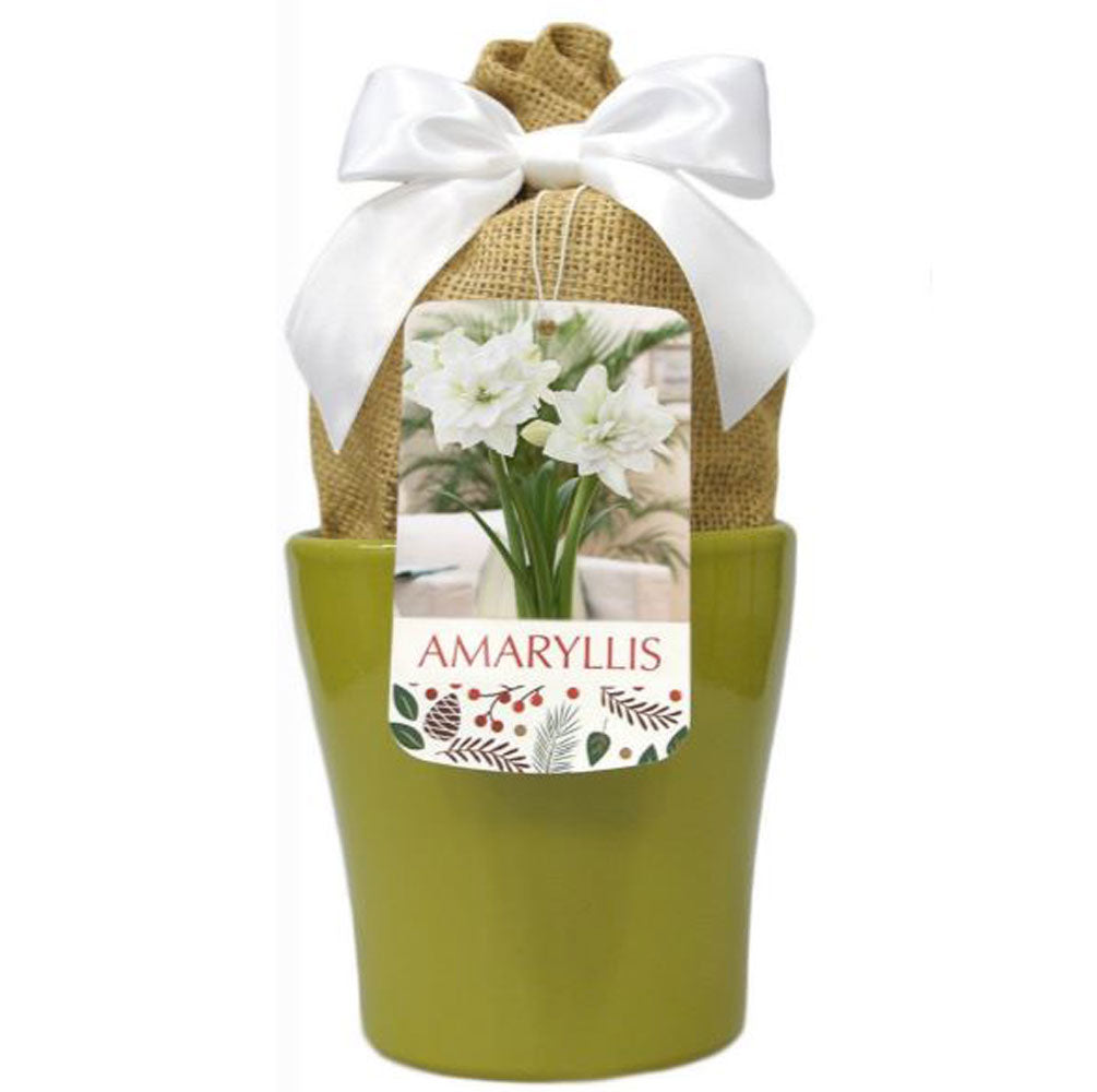 Netherland Bulb, Amaryllis, White Nymph In Green Ceramic Planter