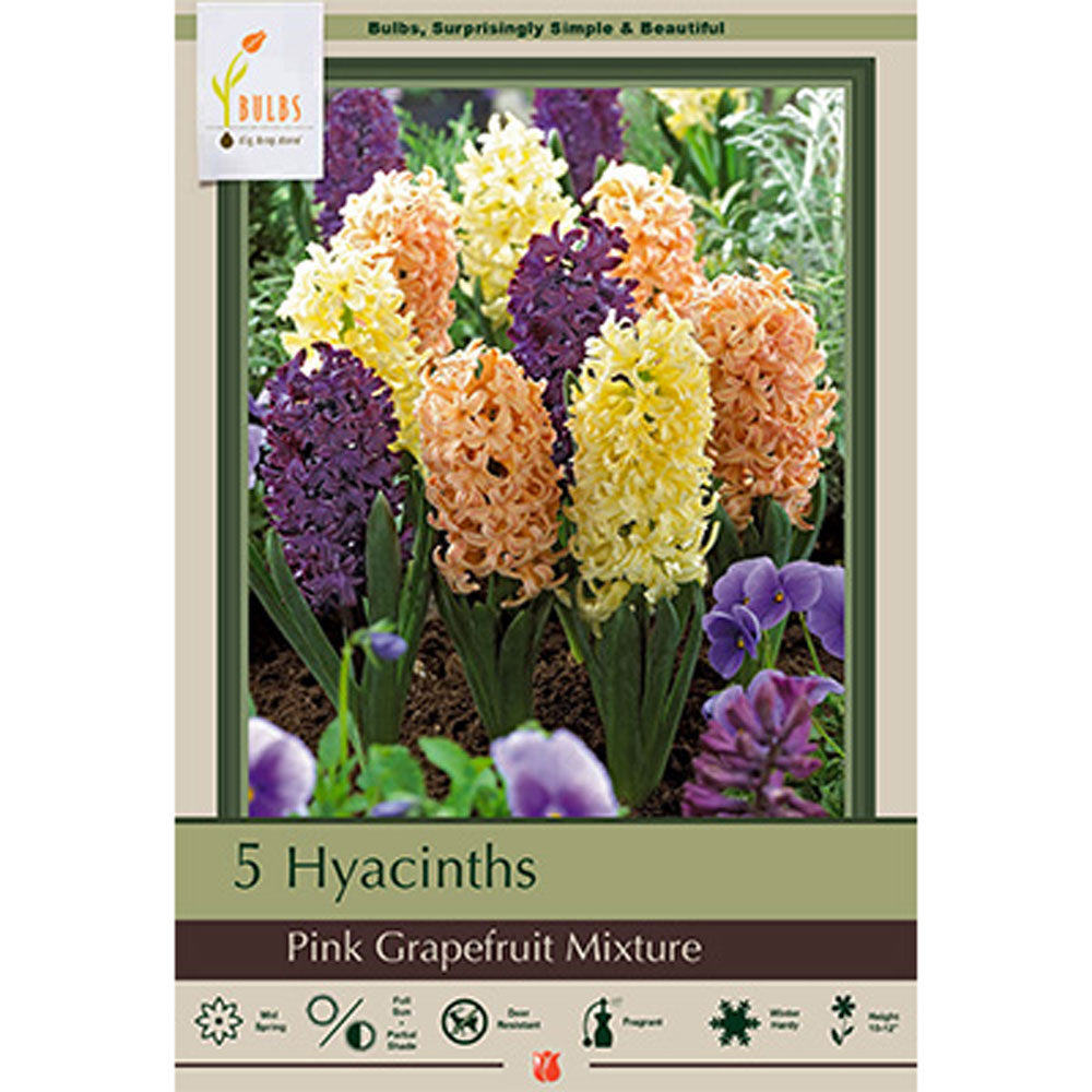 Netherland Bulb, Hyacinth, Grapefruit Mixture