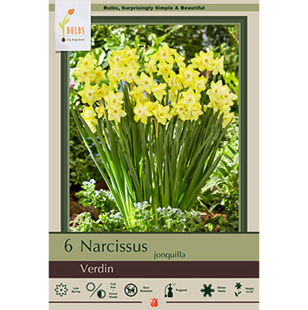 Netherland Bulb, Narcissus, Verdin
