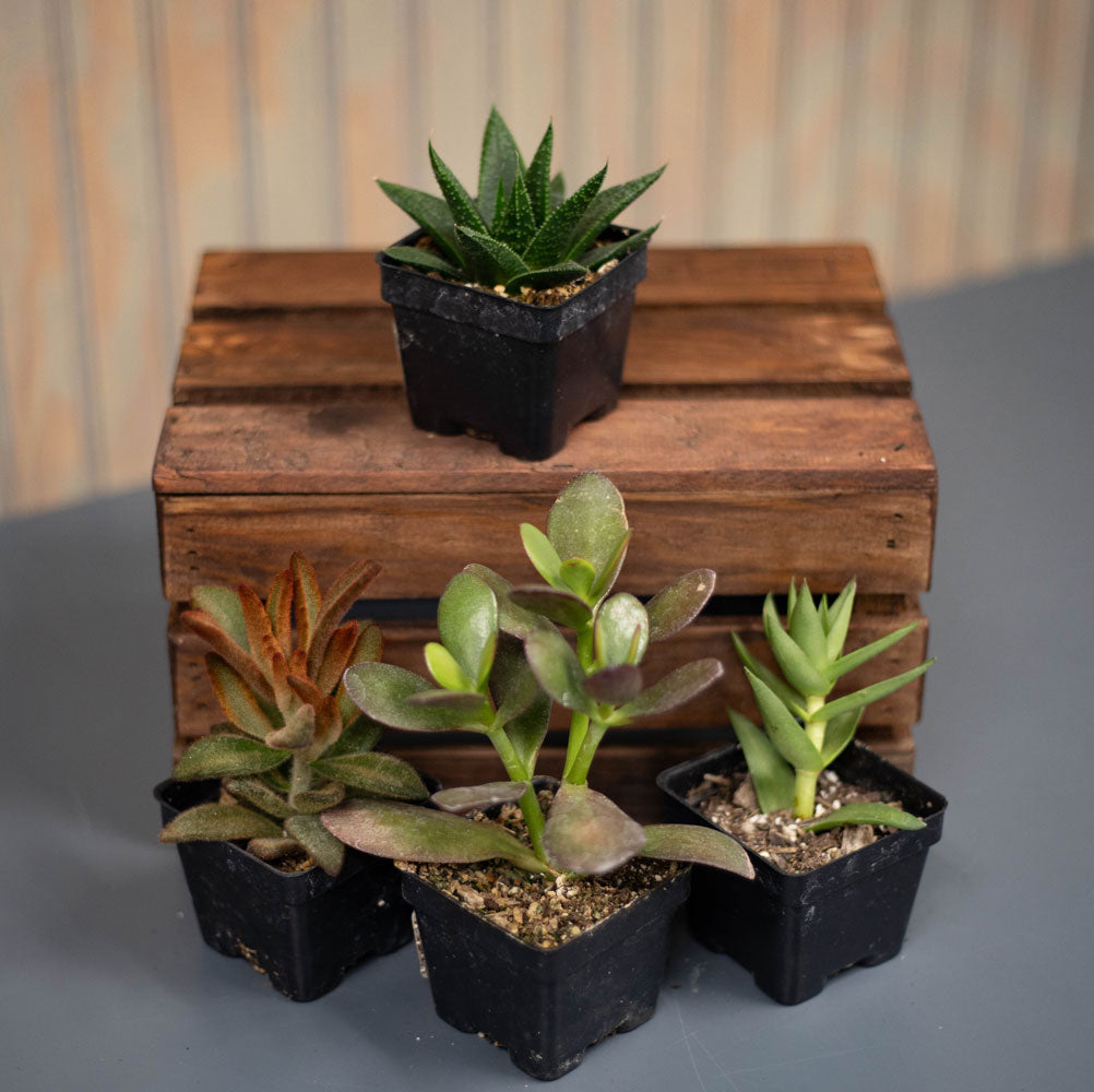 Succulent 4 Pack- Variety 1