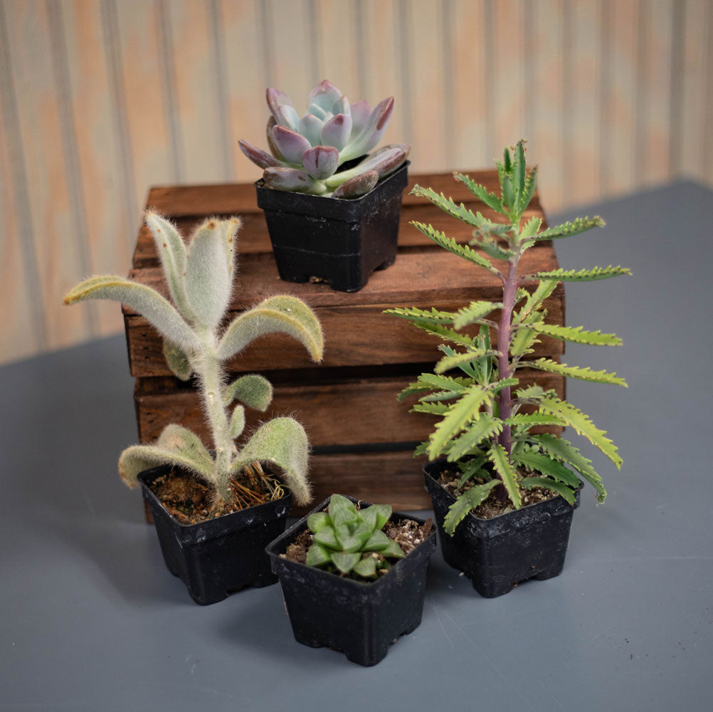Succulent 4 Pack- Variety 2