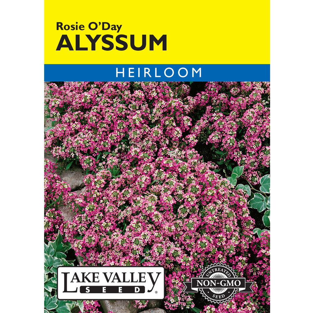 Lake Valley, Alyssum, Rosie O'Day