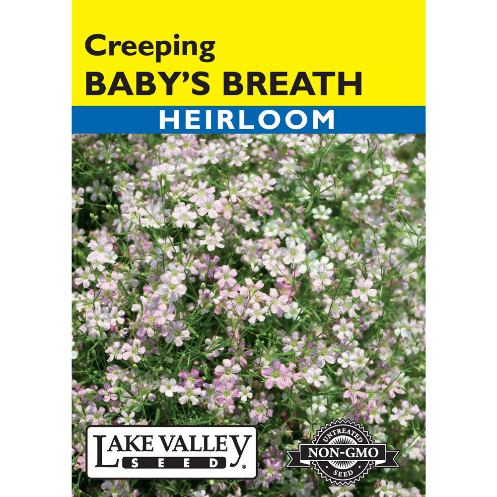 Lake Valley, Baby's Breath Creeping