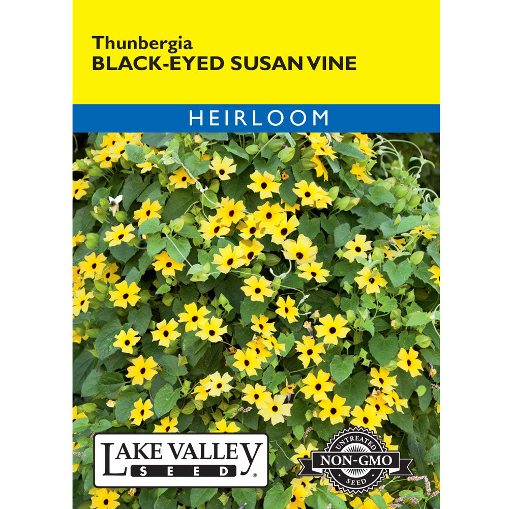 Lake Valley, Black Eyed Susan Thunbergia Vine