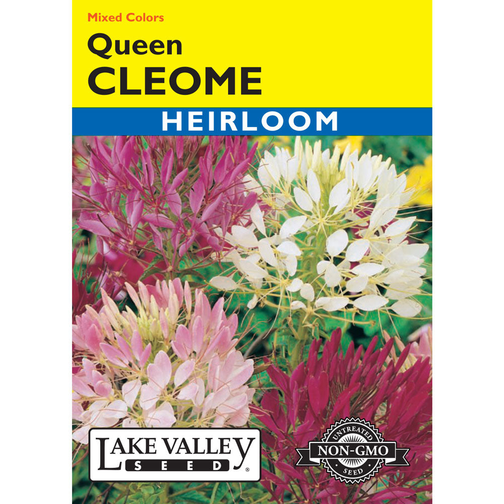 Lake Valley, Cleome Queen, Mixed Colors