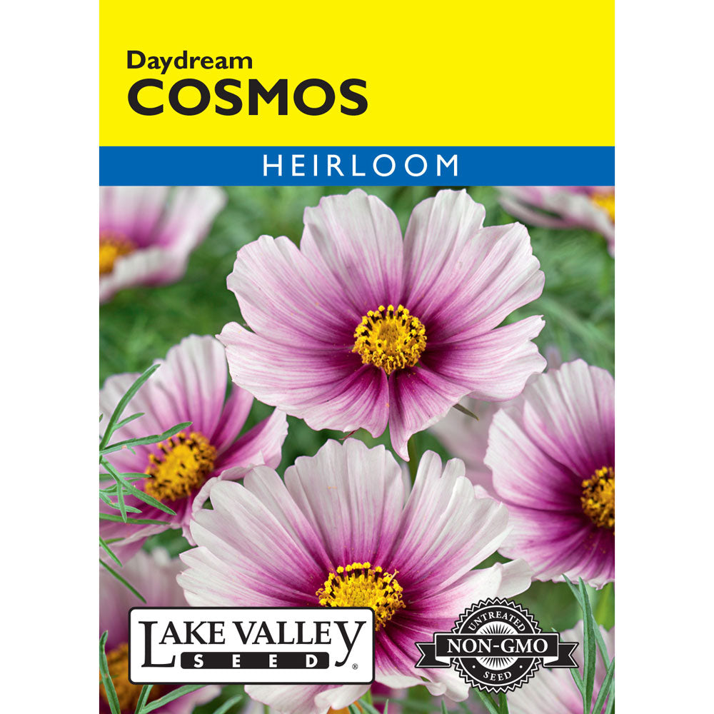 Lake Valley, Cosmos Daydream