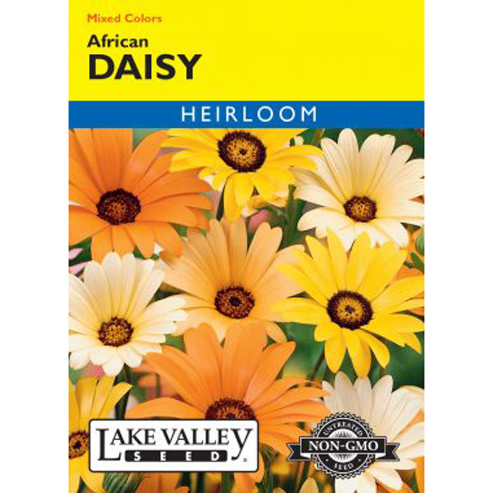 Lake Valley, Daisy African, Mixed Colors