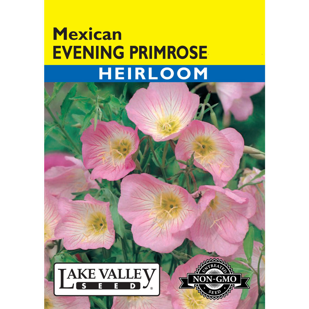 Lake Valley, Evening Primrose Mexican