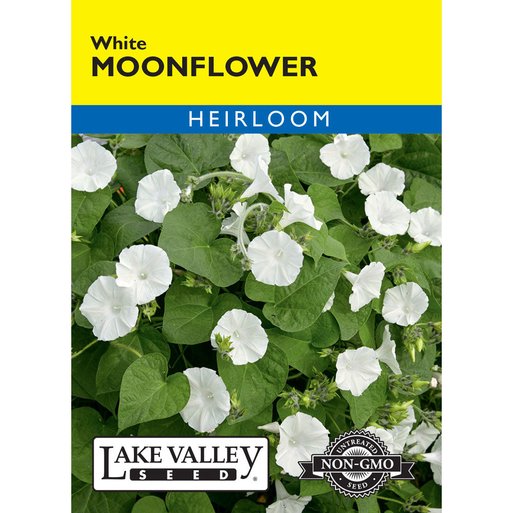 Lake Valley, Moonflower White