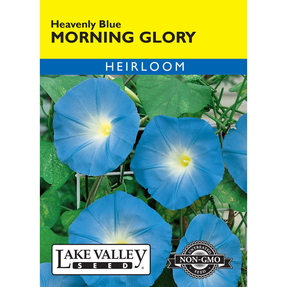 Lake Valley, Morning Glory Heavenly Blue