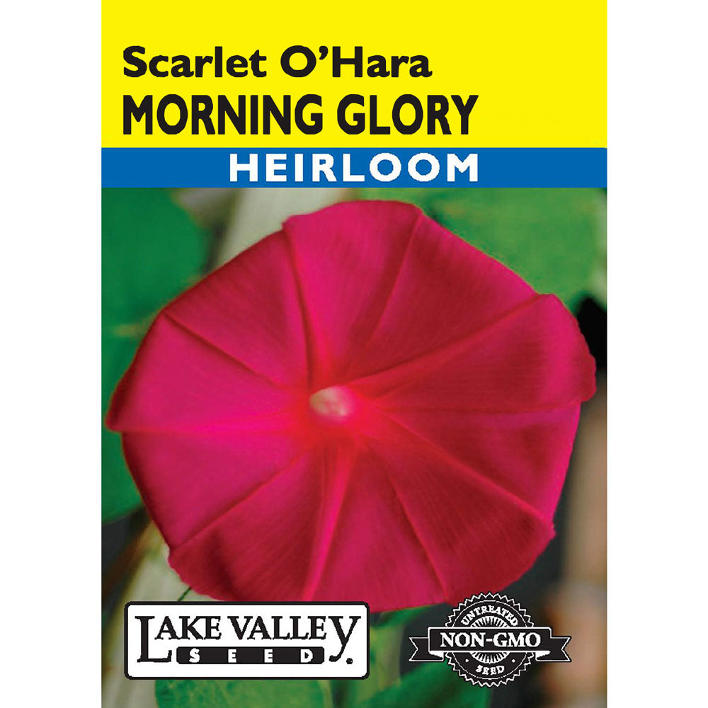 Lake Valley, Morning Glory Scarlet O'Hara