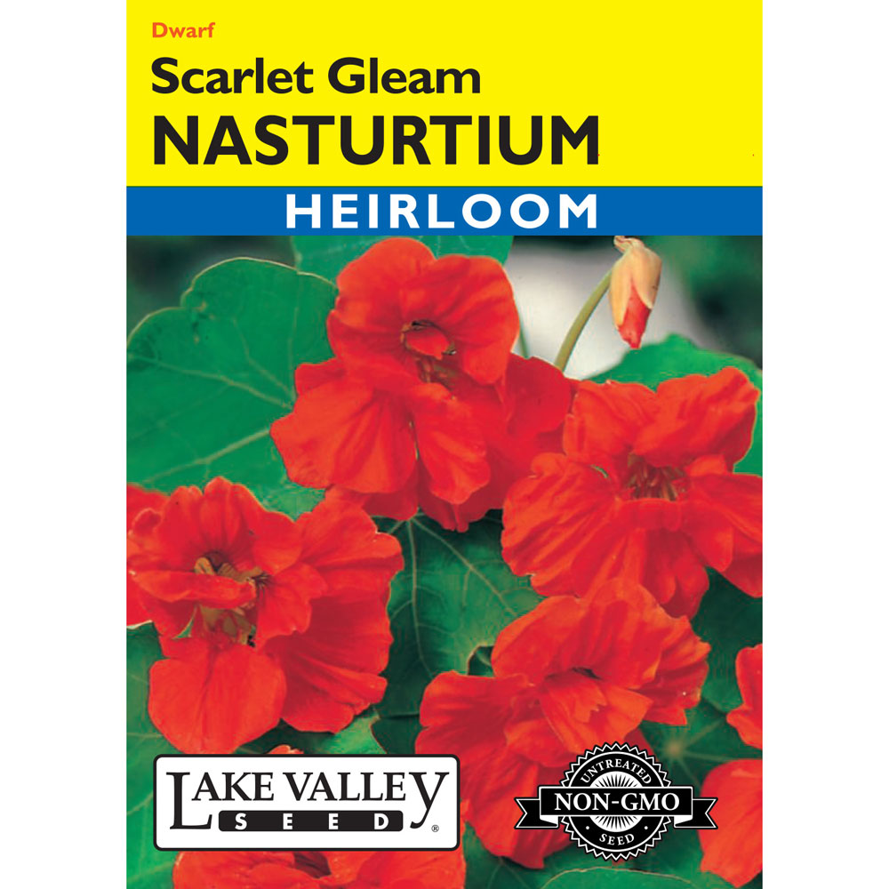 Lake Valley, Nasturtium Scarlet Gleam