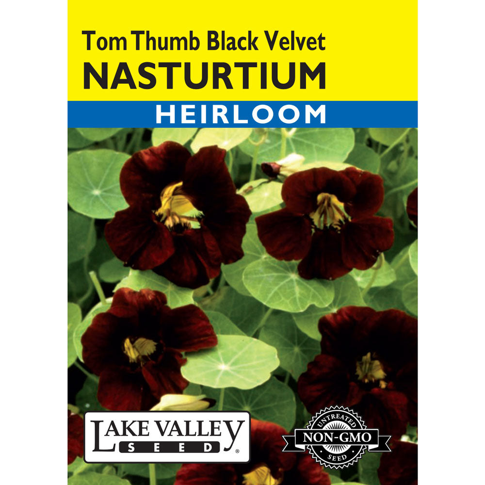 Lake Valley, Nasturtium Tom Thumb, Black Velvet