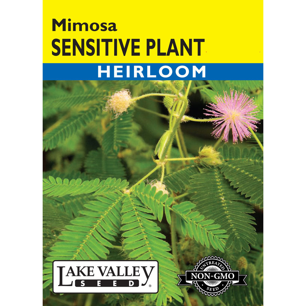 Lake Valley, Sensitive Plante, Mimosa