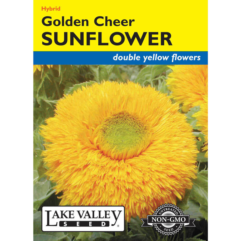 Lake Valley, Sunflower Golden Cheer Hybrid