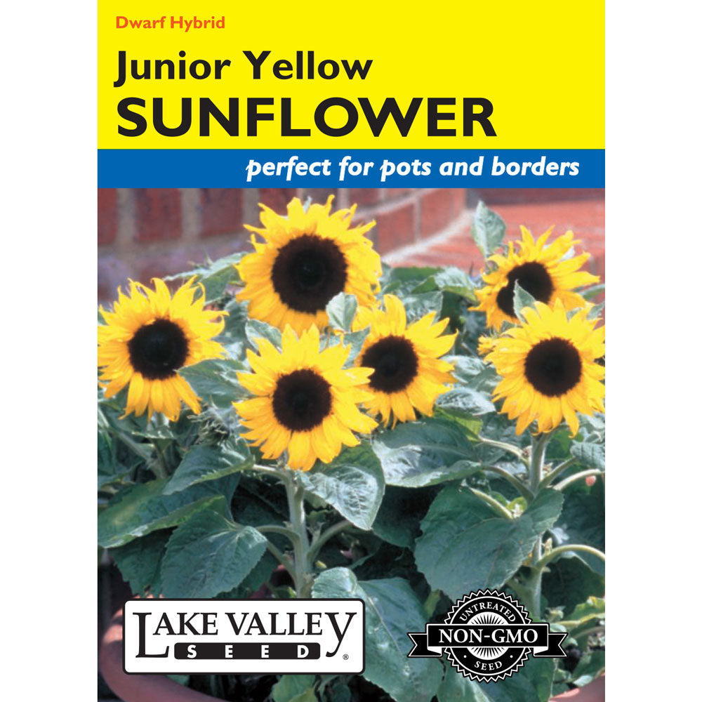 Lake Valley, Sunflower Junior, Yellow Hybrid