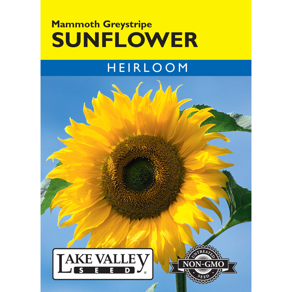 Lake Valley, Sunflower Mammoth Graystripe