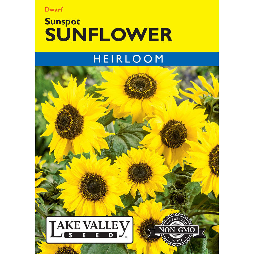 Lake Valley, Sunflower Sunspot Dwarf