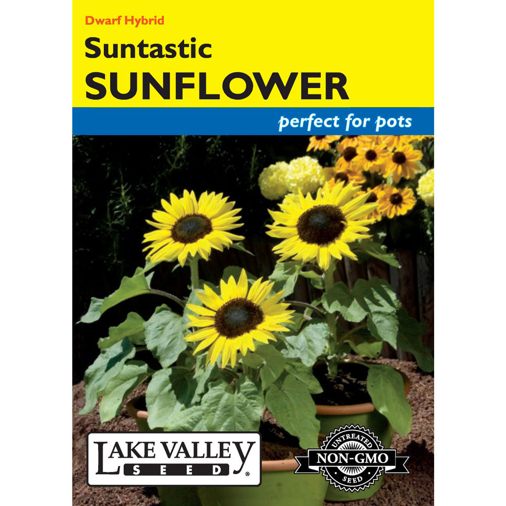 Lake Valley, Sunflower, Suntastic Hybrid