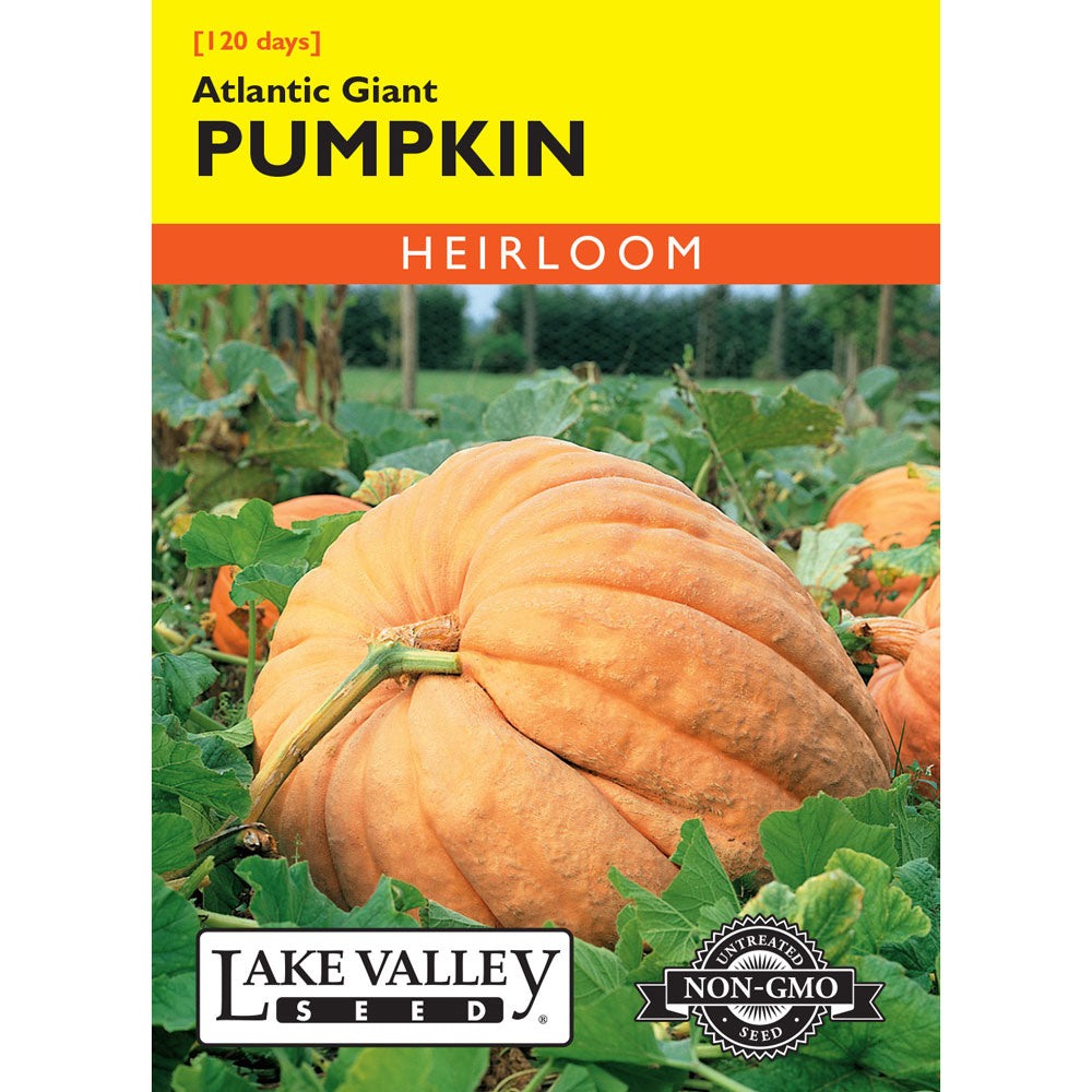 Lake Valley, Pumpkin, Atlantic Giant