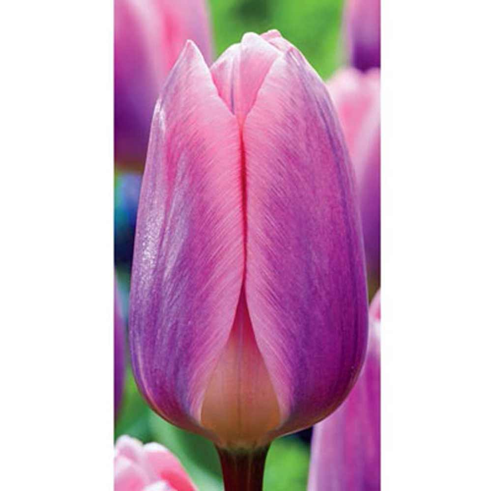 Netherland Bulb, Tulip, Light and Dreamy