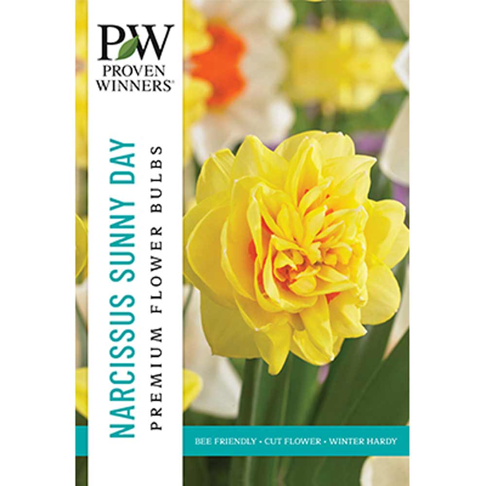 Netherland Bulb, Narcissus, Sunny Day